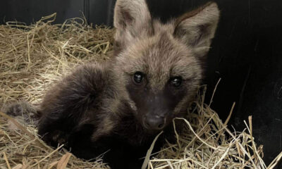 Mata Ciliar resgata filhote de lobo-guará