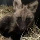 Mata Ciliar resgata filhote de lobo-guará