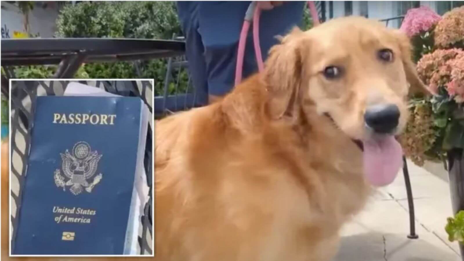 Meu cachorro comeu cão mastiga passaporte do tutor dias antes de sua viagem de casamento