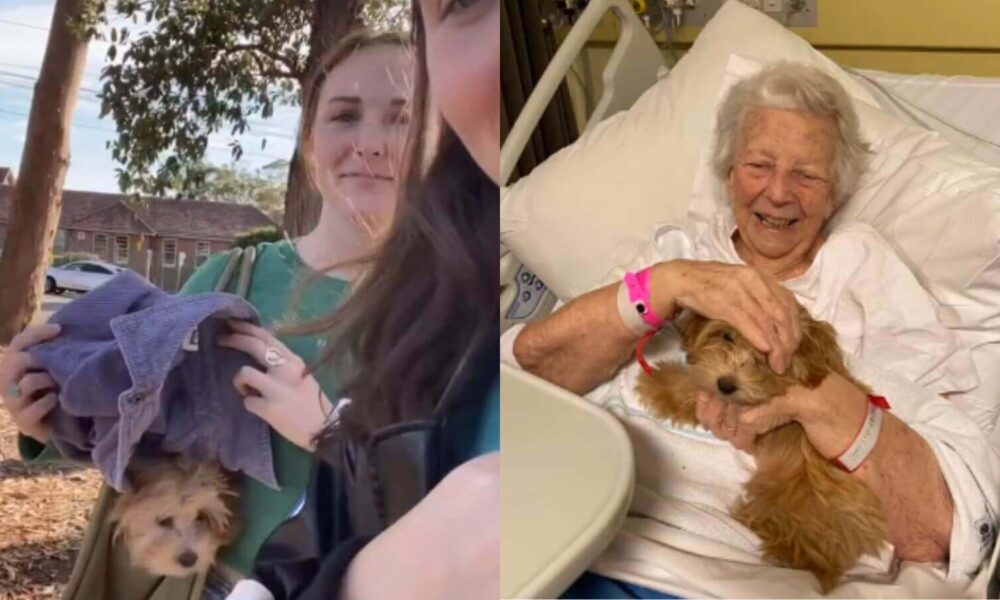 Mulheres levam cachorro escondido para o hospital alegrar amiga internada