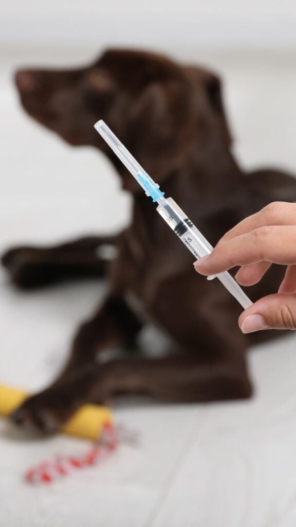 Vacina em cachorro