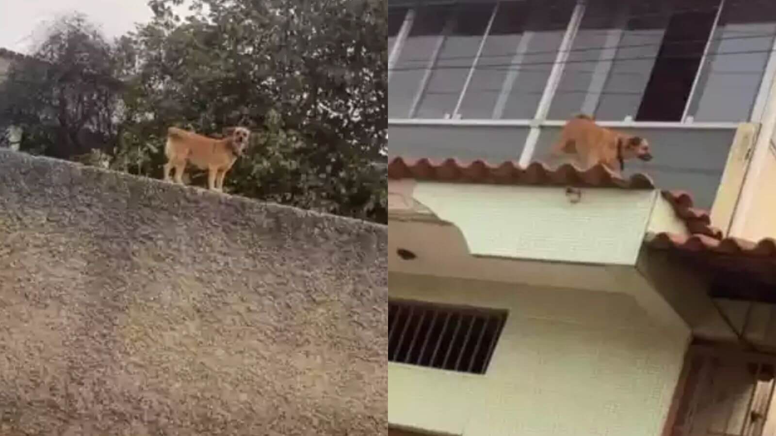 Cachorro anda em telhados e muros