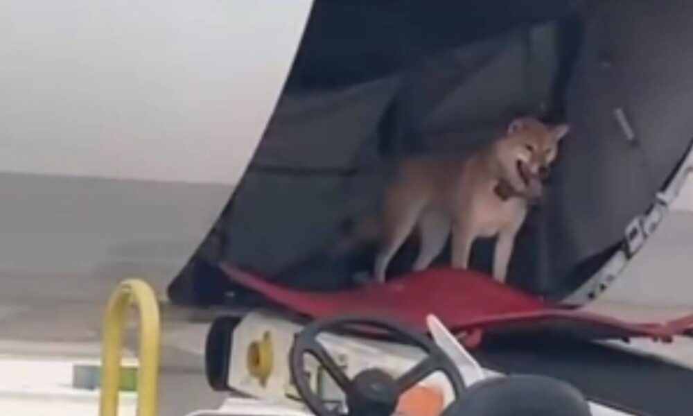 Cachorro escapa de caixa de transporte e espera equipe do aeroporto na porta do avião