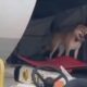 Cachorro escapa de caixa de transporte e espera equipe do aeroporto na porta do avião