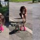 Cachorro usa prótese para andar pela primeira vez e emociona a internet