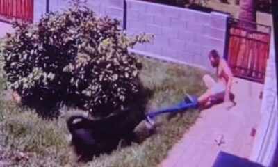 Câmera registra cachorro rottweiler arrancando calça de invasor