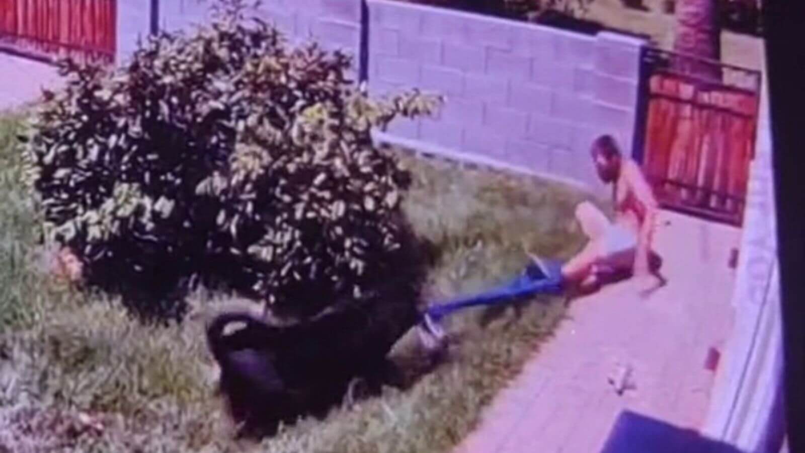 Câmera registra cachorro rottweiler arrancando calça de invasor