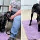 Cãozinho magricela tem transformação incrível após ser resgatado