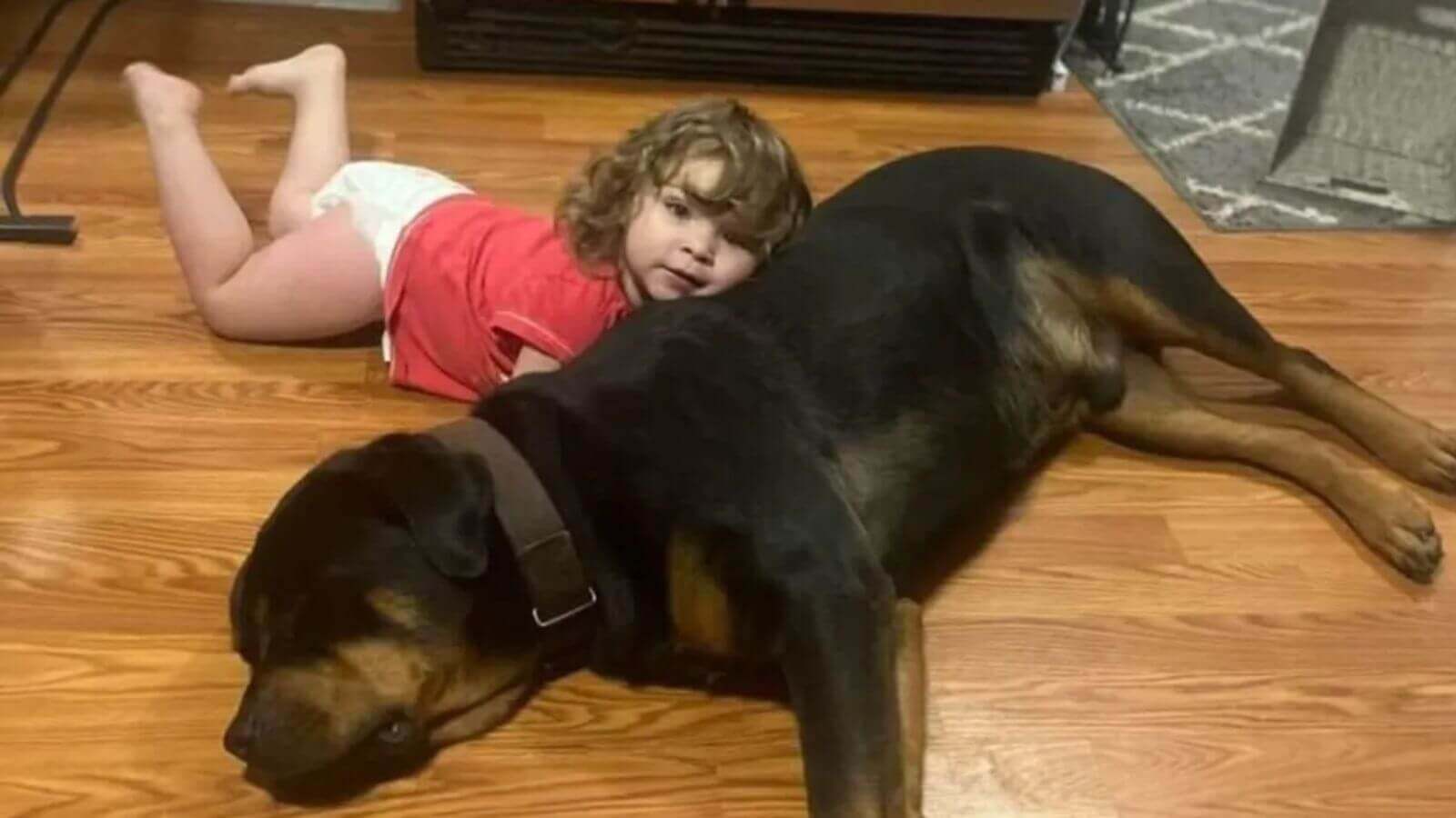 Criança é encontrada dormindo em floresta com um cachorro como travesseiro e o outro 'de guarda'