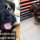 Família adota filhote de cachorro 'pastor alemão' tem surpresa quando o pet cresce