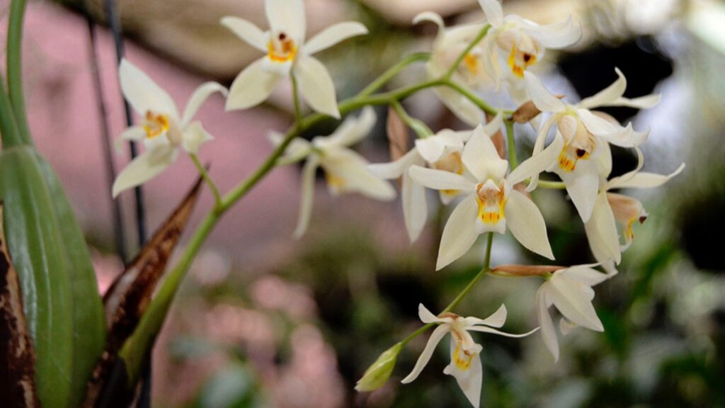 Flores expostas na Festa das Orquídeas de Várzea Paulista