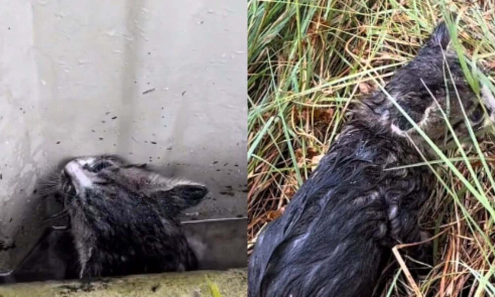 Homem encontra filhote de gato preso em poça d'água após grande tempestade