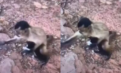 Macaco adota filhote de gato e vira sensação no Piauí