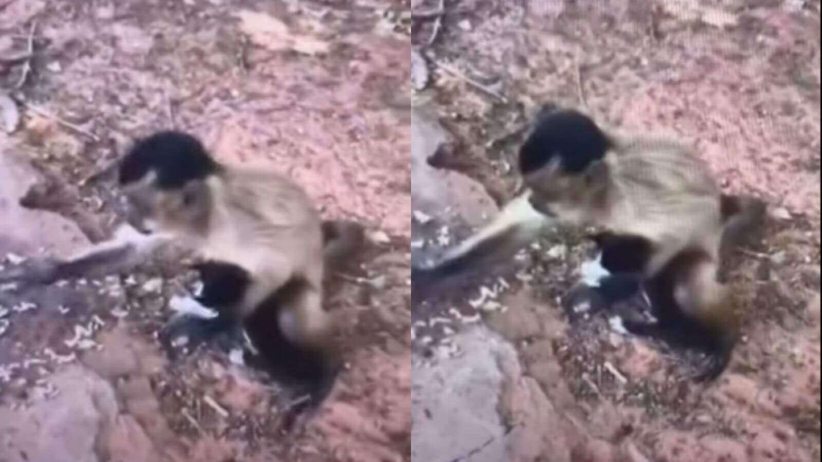 Macaco adota filhote de gato e vira sensação no Piauí