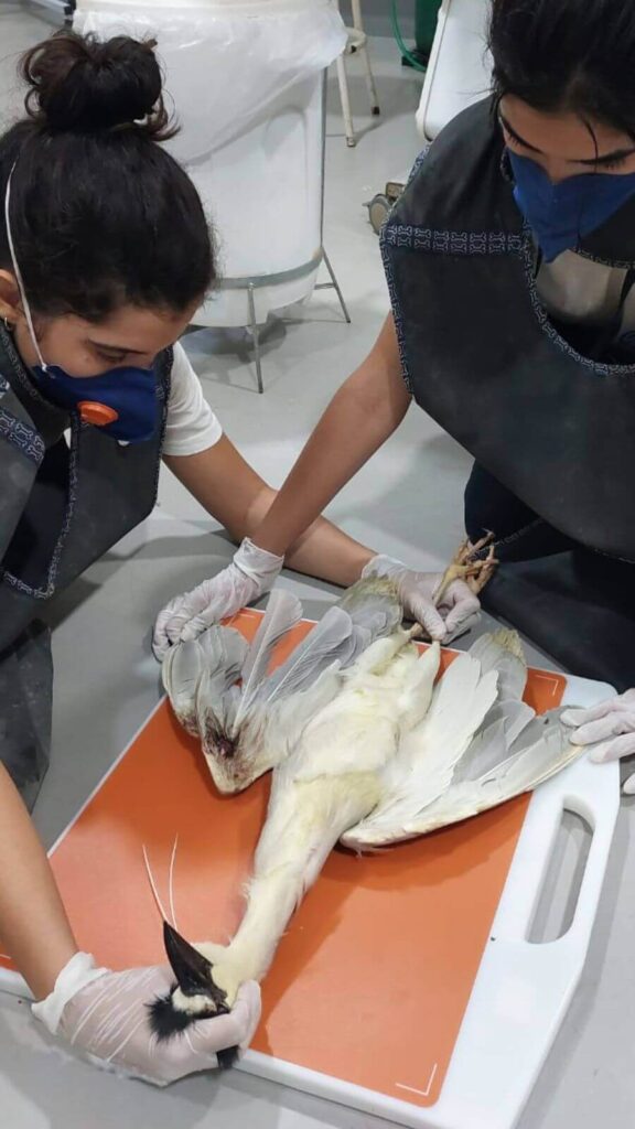 Mata Ciliar cuida de socó-dorminhoco resgatado em Jundiaí