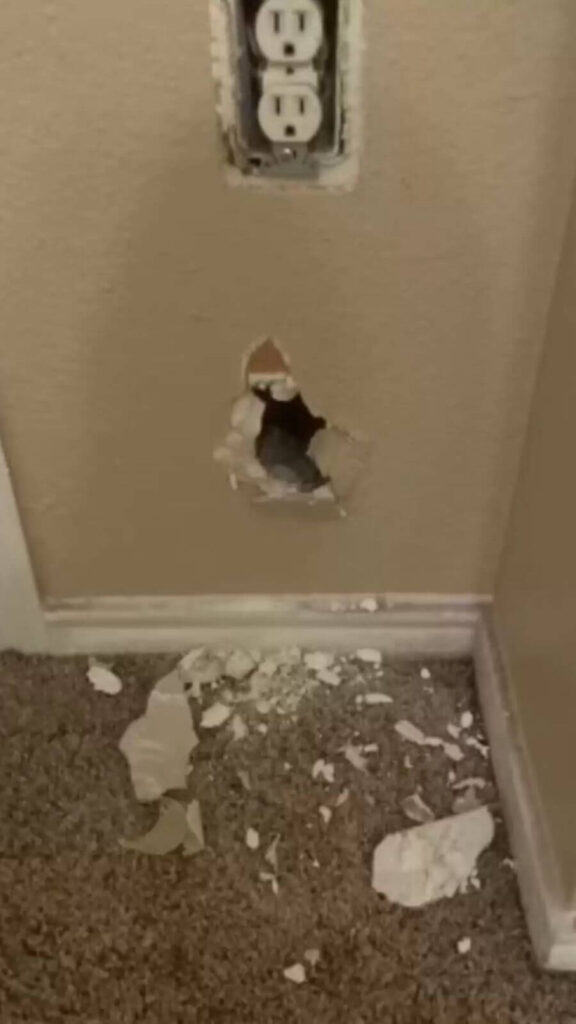 Mulher descobre bebê gatinho preso nas paredes de casa