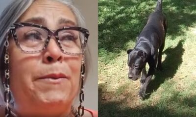 Onde está Sombra Família denuncia sumiço de cachorro de hotel pet em Jundiaí