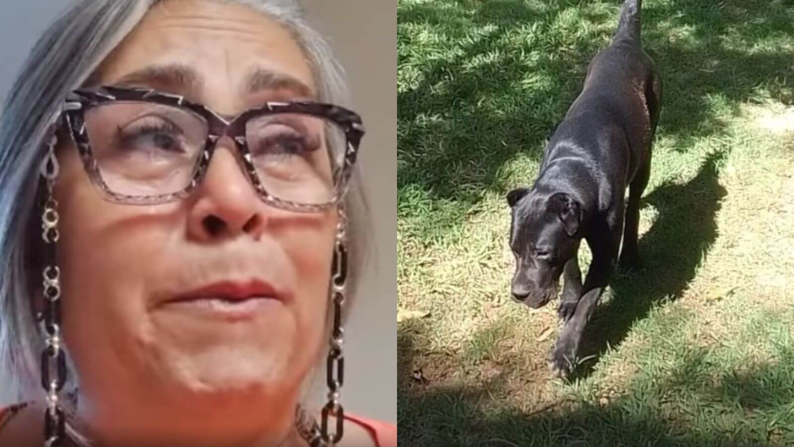 Onde está Sombra Família denuncia sumiço de cachorro de hotel pet em Jundiaí