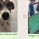 VÍDEO Cachorro faz seu próprio pedido de ração em delivery e viraliza