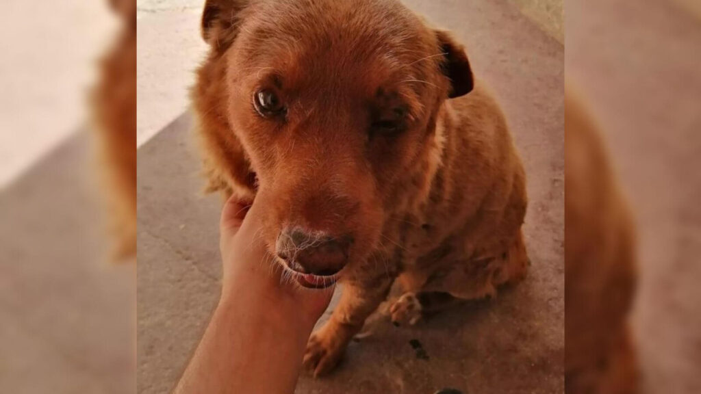 Bobi O Cachorro Mais Velho Do Mundo Morre Aos Anos