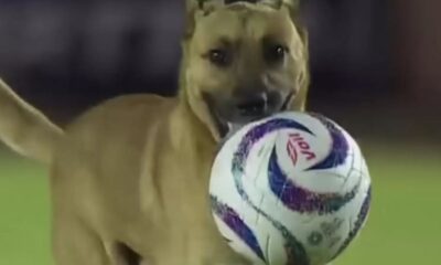 Cachorro de rua rouba a bola e ganha contrato com time de futebol