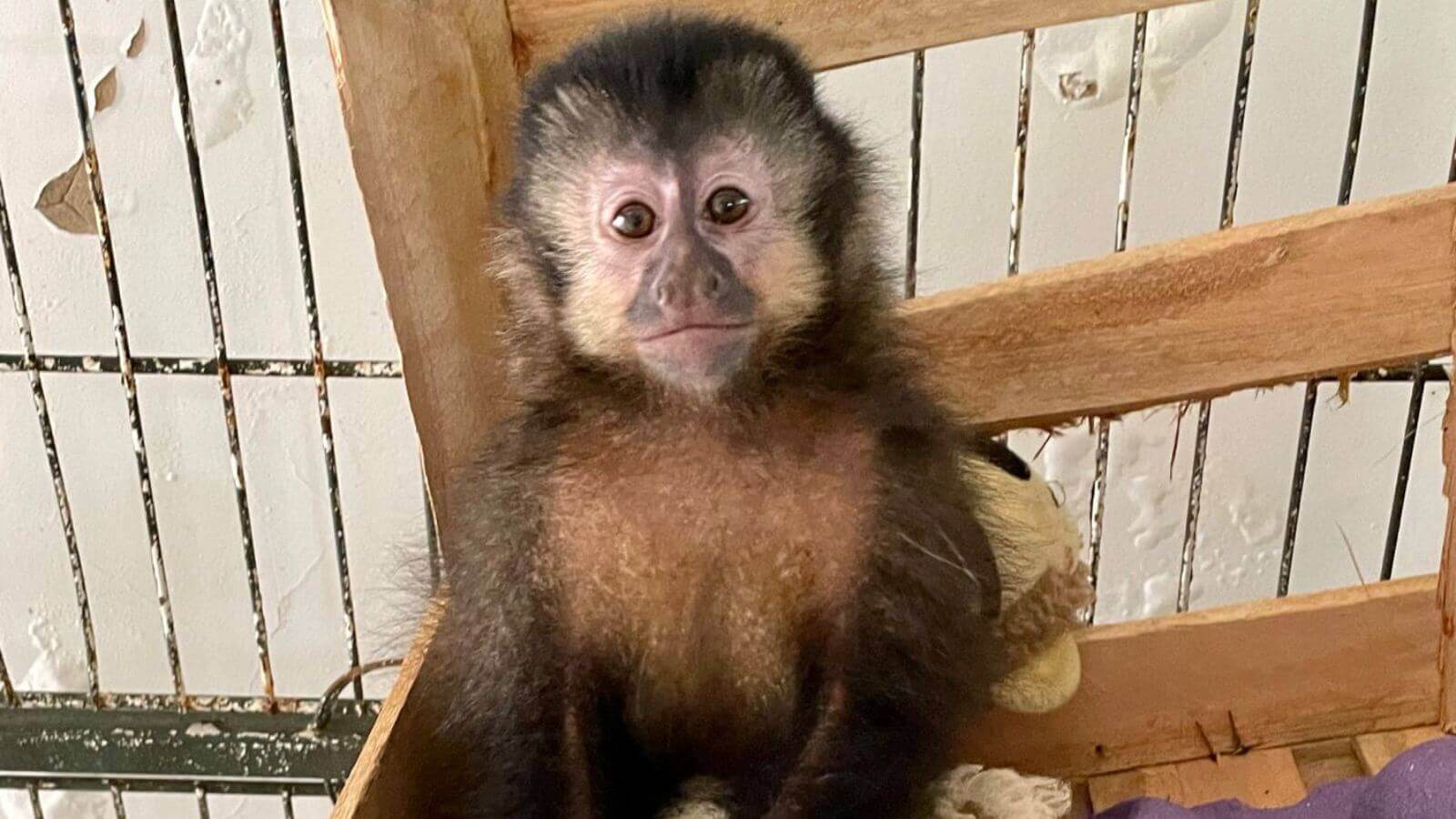Vídeo: macaco-prego pede ajuda a turistas após ser agarrado por