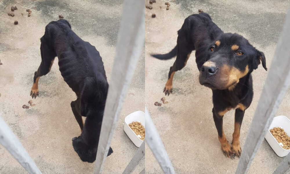 Veterinária diz que cães resgatados em situação de abandono estão  desnutridos e doentes: 'Revoltante', Sorocaba e Jundiaí