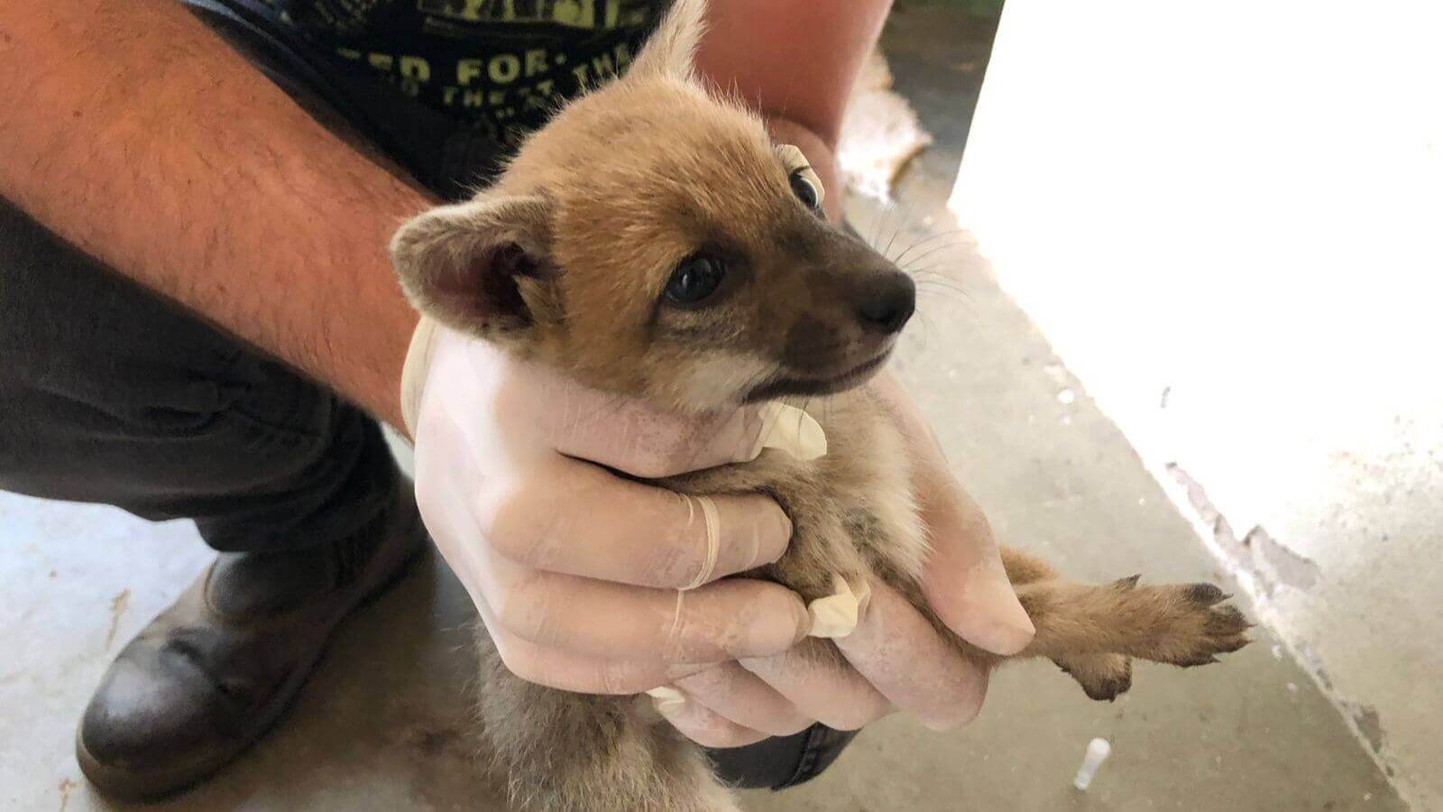 Mata Ciliar recebe dois filhotes de raposa-do-campo resgatados em empresa de Vinhedo
