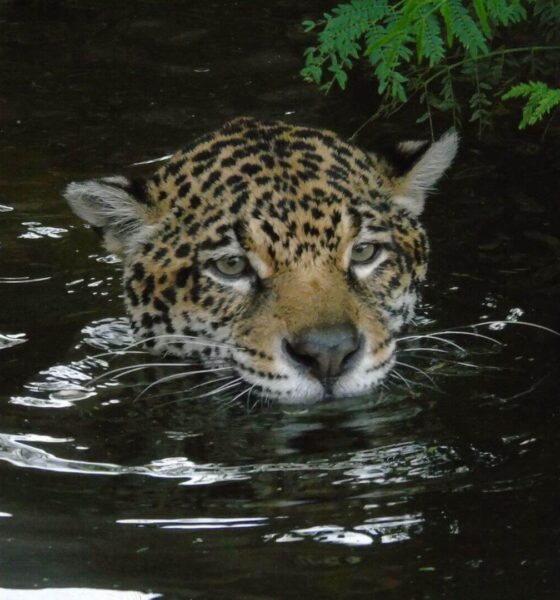 Onças-pintadas da Mata Ciliar aproveitam o calor para mostrar suas habilidades na água