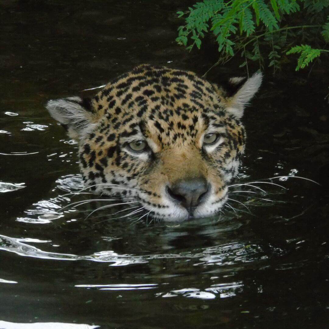 Onças-pintadas da Mata Ciliar aproveitam o calor para mostrar suas habilidades na água