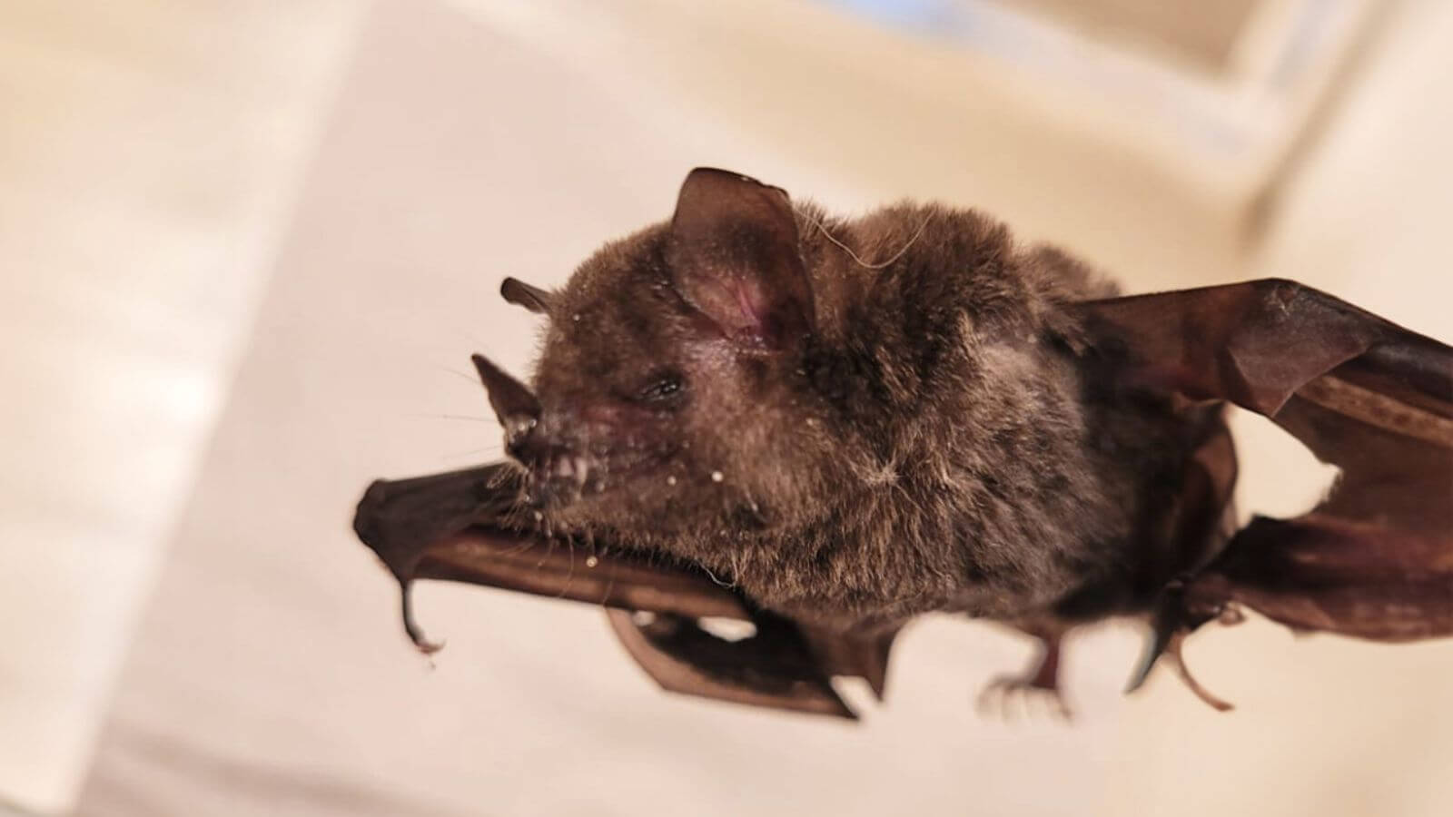 Jundiaí identifica 17º morcego positivo para raiva