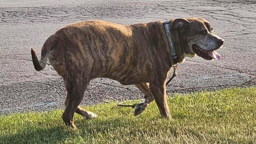 Cachorro com câncer reúne vizinhos para sua última caminhada