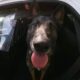 Cão policial se aposenta e recebe doce despedida da corporação