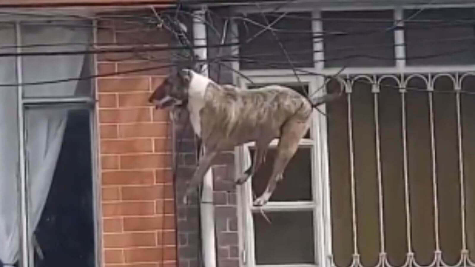 Cachorro fica preso em fios de alta tensão