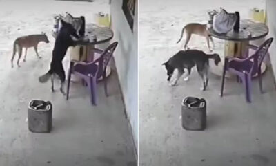 Cachorro invade casa e 'furta' celular