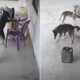 Cachorro invade casa e 'furta' celular