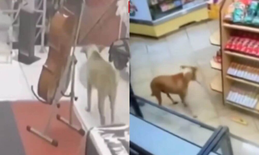 Cachorro caramelo 'rouba' três lojas em menos de 1 mês