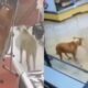 Cachorro caramelo 'rouba' três lojas em menos de 1 mês