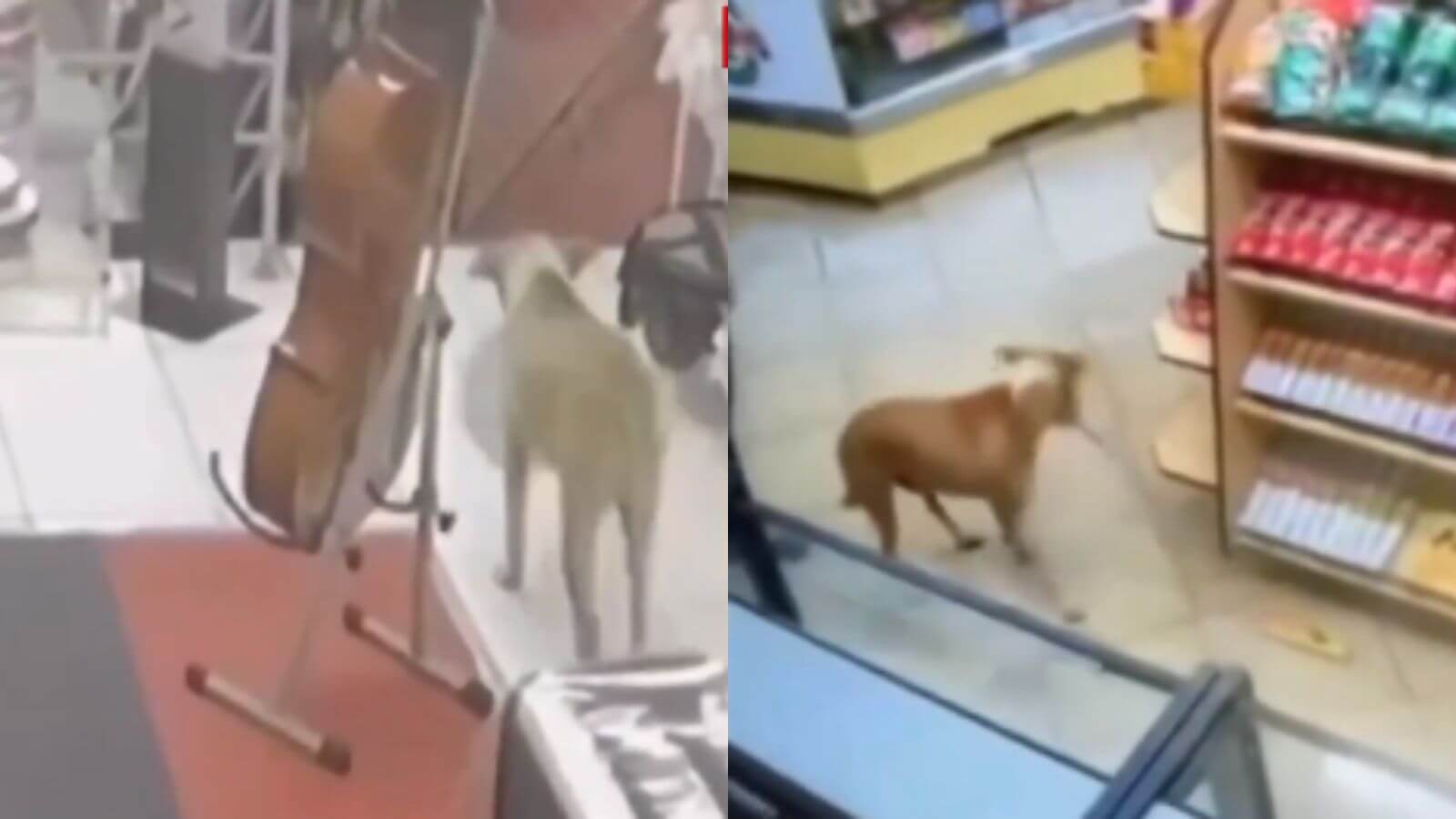 Cachorro caramelo 'rouba' três lojas em menos de 1 mês