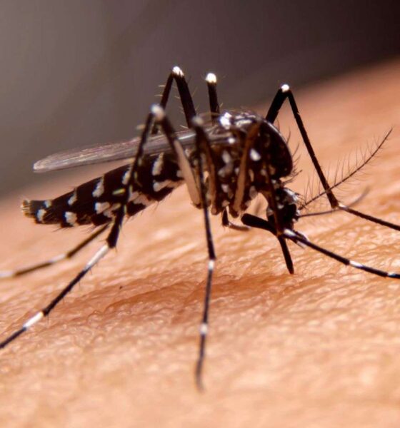 mosquito da dengue; Jundiaí confirma mortes pela doença