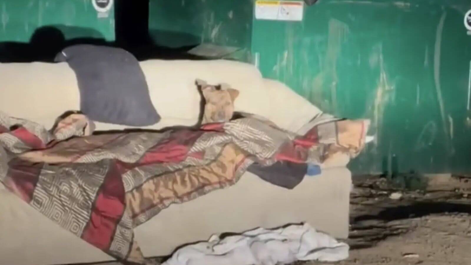 Cachorro é resgatado após passar noites tremendo de frio em sofá no lixo