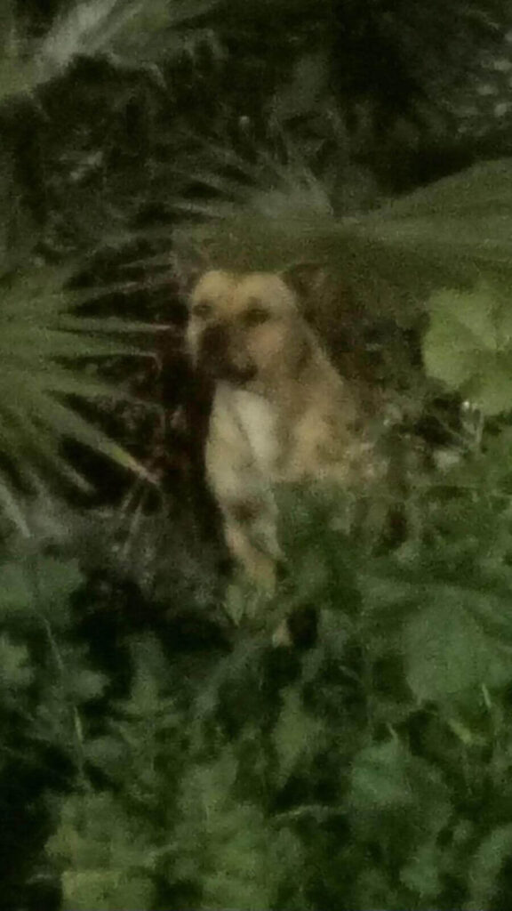 Cachorro pit bull abandonado não sai do lugar esperando sua família voltar