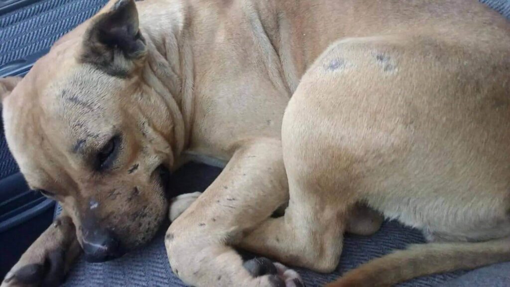 Cachorro pit bull abandonado não sai do lugar esperando sua família voltar