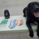 Cão 'novato' da Guarda de Jundiaí faz sua primeira apreensão de drogas