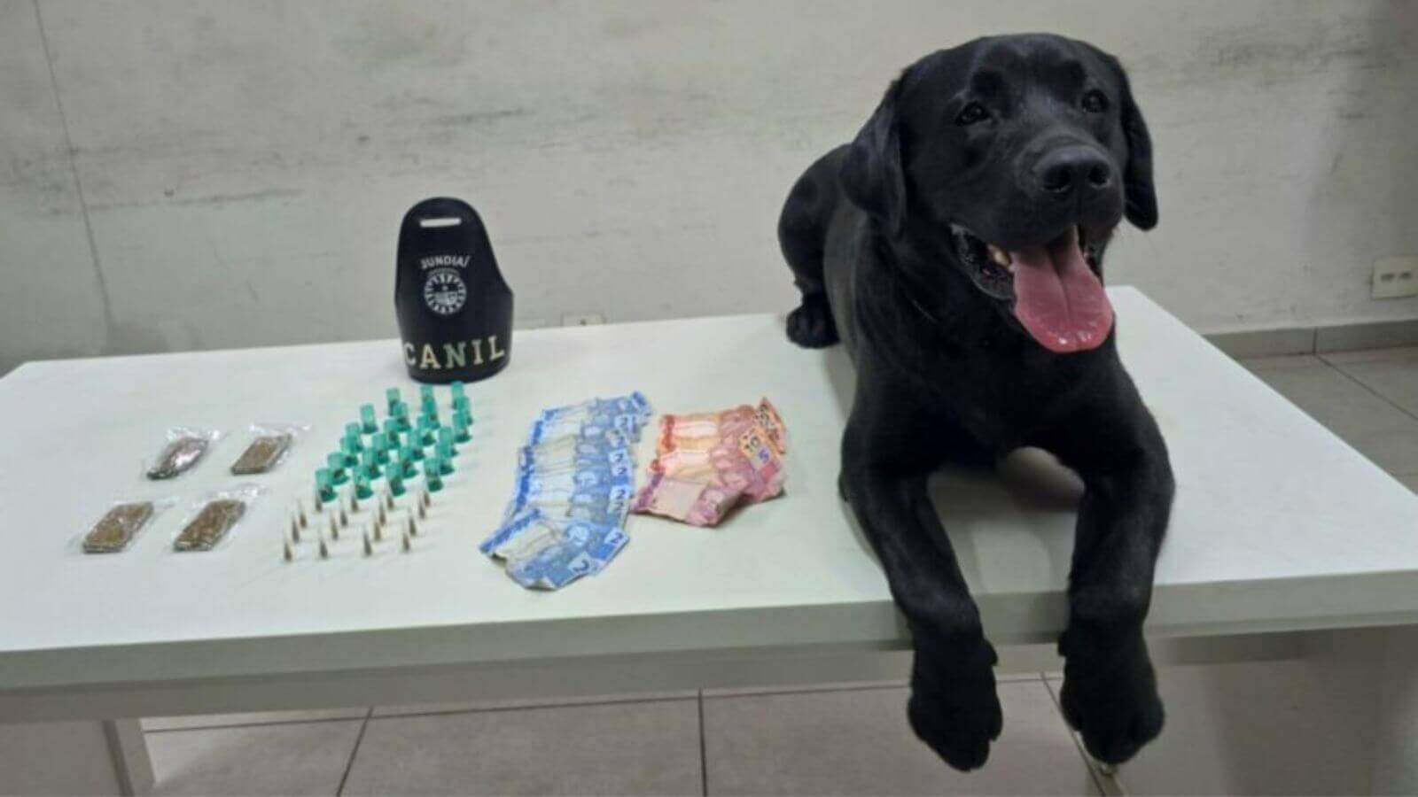 Cão 'novato' da Guarda de Jundiaí faz sua primeira apreensão de drogas
