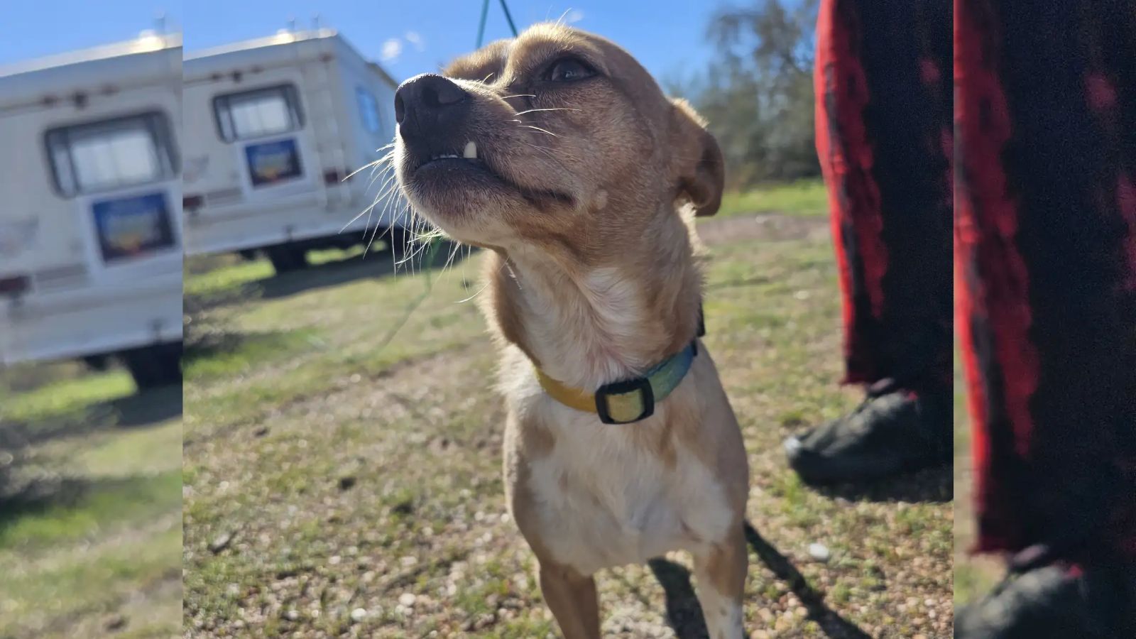 cachorro perdido no deserto volta para casa após ser resgatado por irmãs