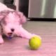 Cachorro sem olhos mostra como domina o jogo de buscar a bola