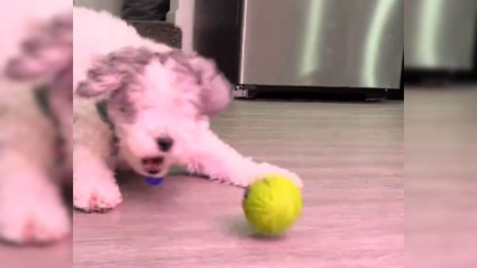 Cachorro sem olhos mostra como domina o jogo de buscar a bola