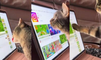 Gato aprende a mexer no tablet sozinho e surpreende tutora
