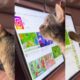Gato aprende a mexer no tablet sozinho e surpreende tutora